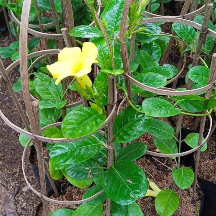 tanaman rambat alamanda kuning - pohon alamanda bunga Kuning