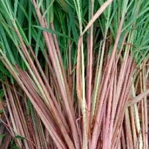 sereh wangi/sereh merah segar 500grm