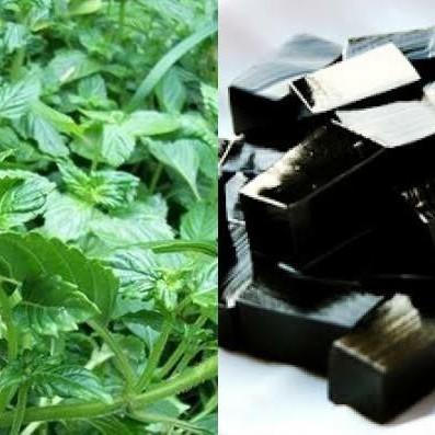 Bibit Tanaman Cincau Hitam | Bibit Pohon Cincau Hitam | Bibit Cincau Hitam Janggelan Banyak Manfaat