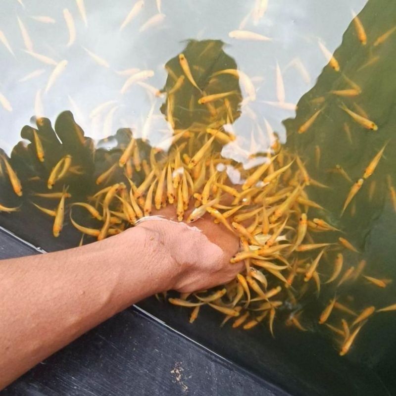 promo gacor Ikan Nilem Terapi Lemon/Kuning - Ikan Terapi Nilem Isi 30 Ekor - Bonus Pelet