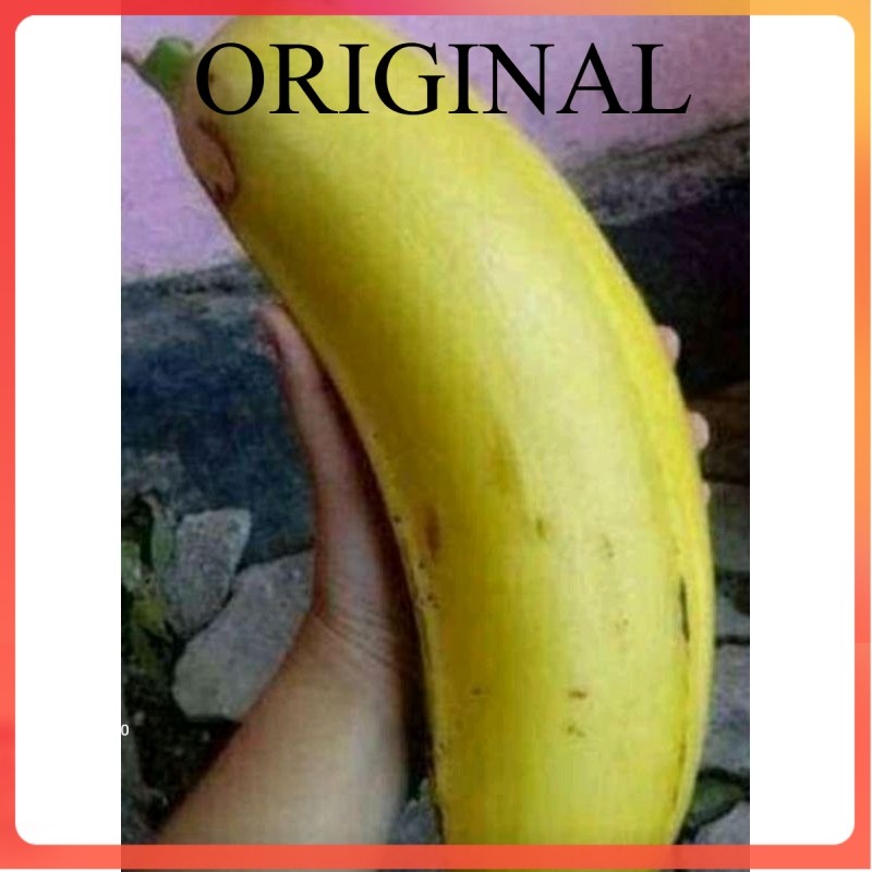 

puasang raja jumbo cod bayar di tempat