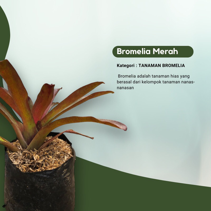 Bromelia merah / Tanaman bromelia merah