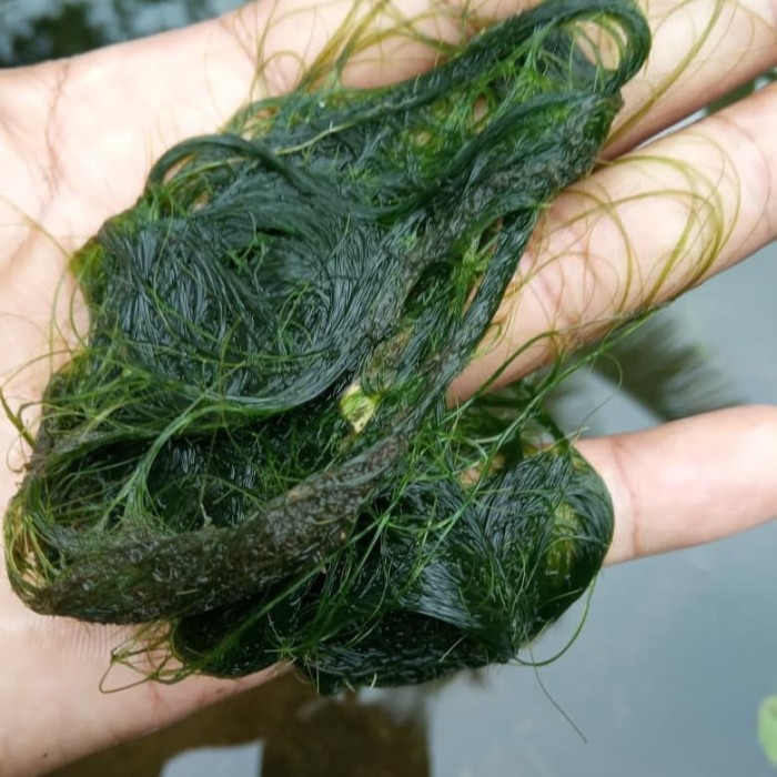 

JUAL LUMUT UMPAN PANCING