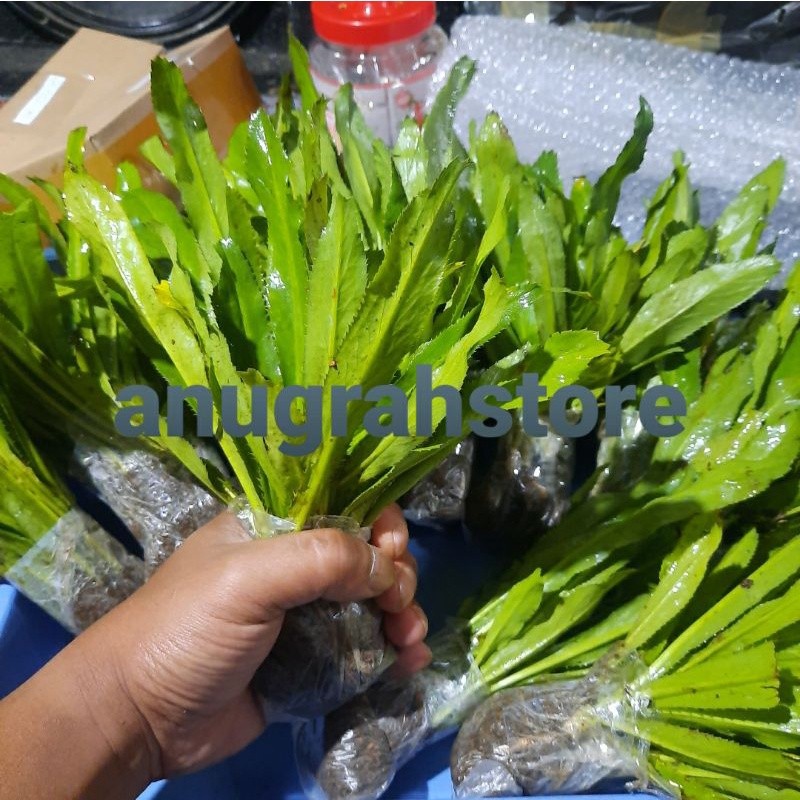 umpan mancing ikan nila paling ampuh - Anugrah Megah