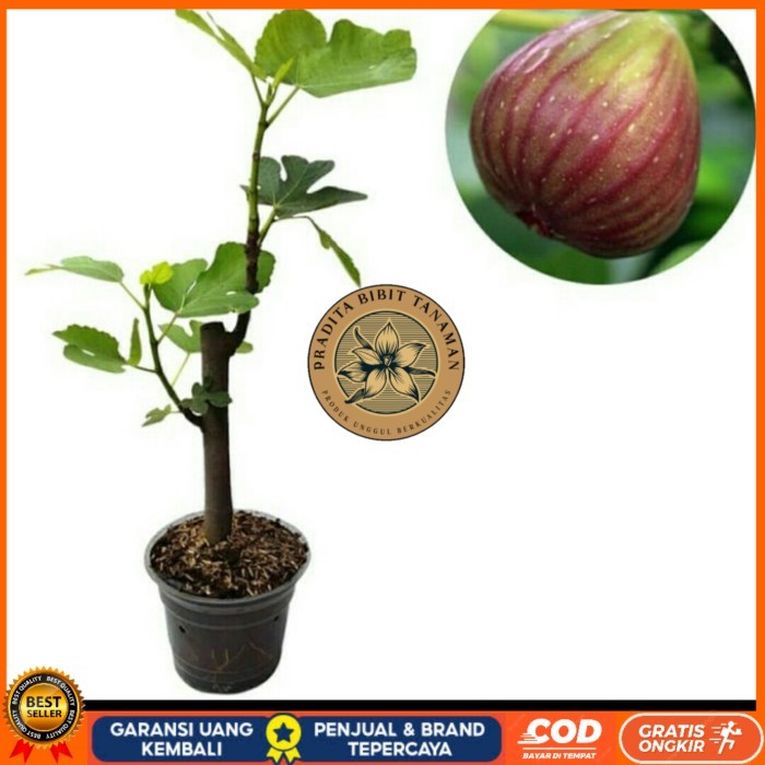 Bibit Buah Tin unggul Bibit Tanaman Super Unggul PRADITA BIBIT TANAMAN
