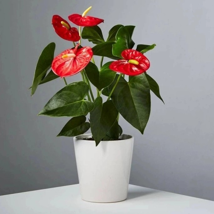 Anthurium / Gelombang Cinta Bunga Besar | Tanaman Hias siap pajang