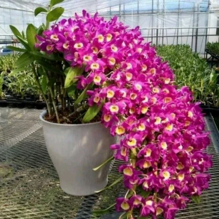 Anggrek Dendrobium Nobile Dewasa new