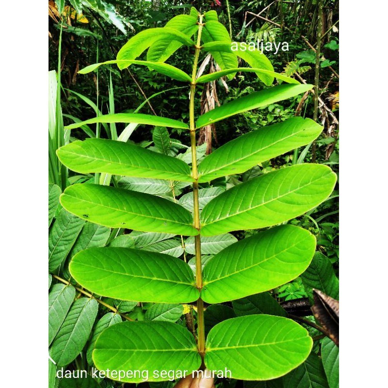 

COD - Daun Ketepeng 100 Lembar Daun Kimanila Segar Obat kulit Herbal ready.