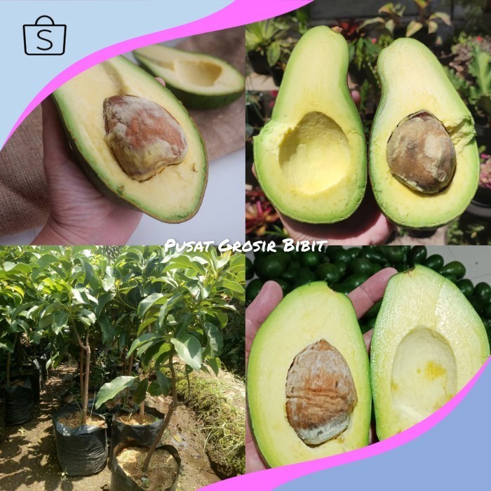 Bisa COD Bibit Alpukat Pluwang Tinggi 1 Meter Up Batang Besar Cepat Berbuah