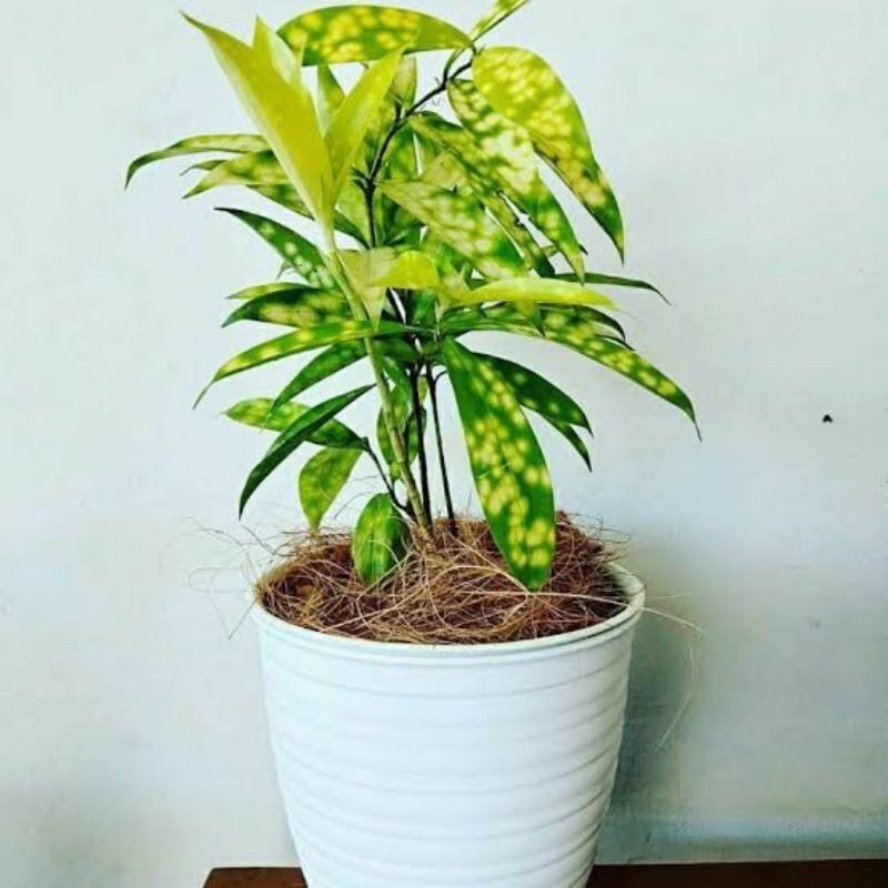 Tanaman Hias Bambu Jepang Dracena Kuning