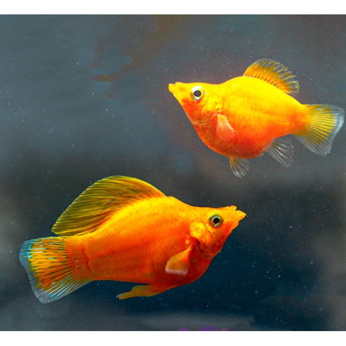 Molly Golden Balon / Ikan Hias Aquascape Air Tawar / Ikan Molly Balon