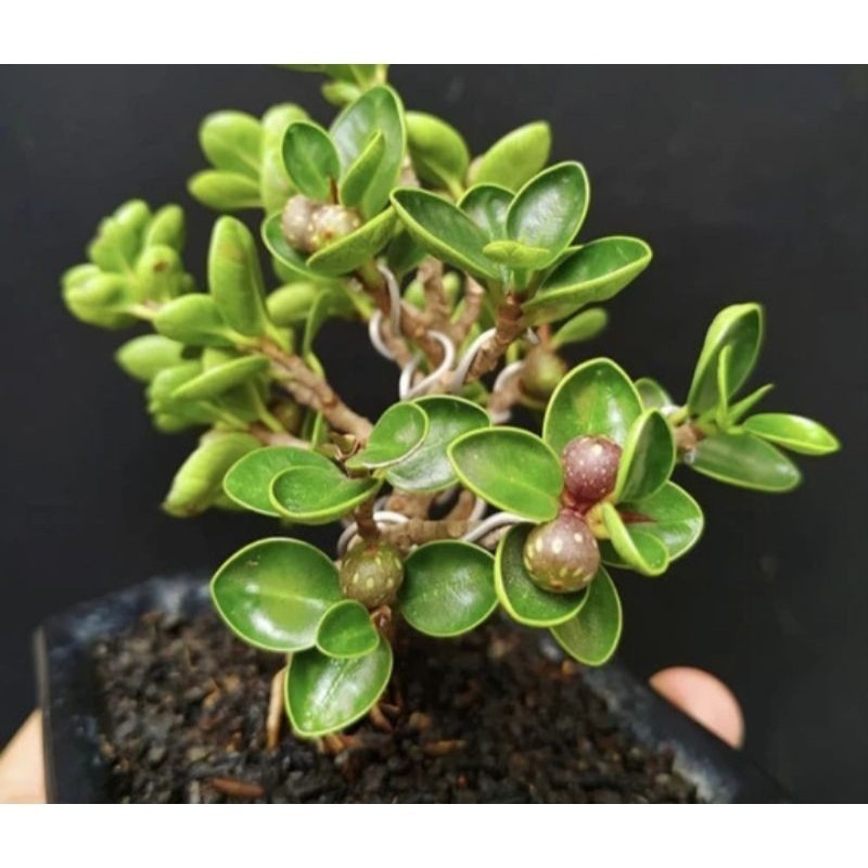 hias tanaman hias bonsai dollar mangkok hidup hidup