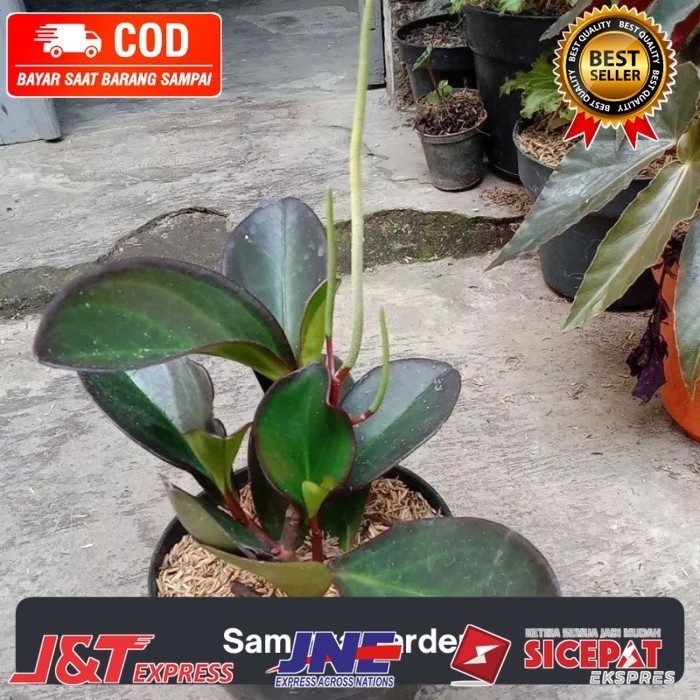 ( BISA COD ) Tanaman hias peperomia teplan hitam - teplan hitam