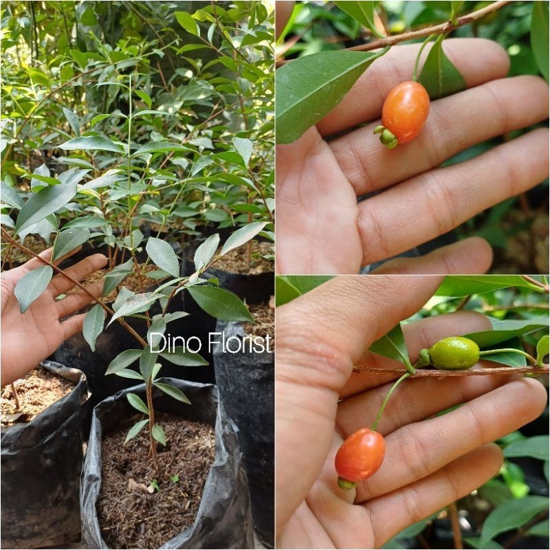 Bibit Tanaman Buah Ceri Brazil - Cerry Brazil Import