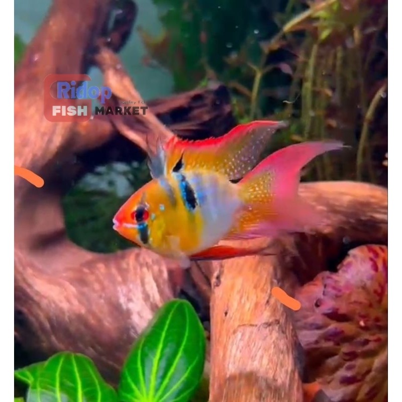Perlengkapan aquarium RAMIREZI | RAMIREZI SLAYER | RAMIREZI BALON | RAMIREZI BALON SLAYER bergaransi