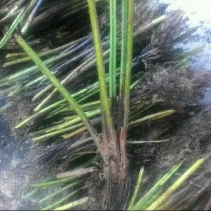 

silahkan Benih tanaman pakis sayur diplazium esculentum 5 pcs