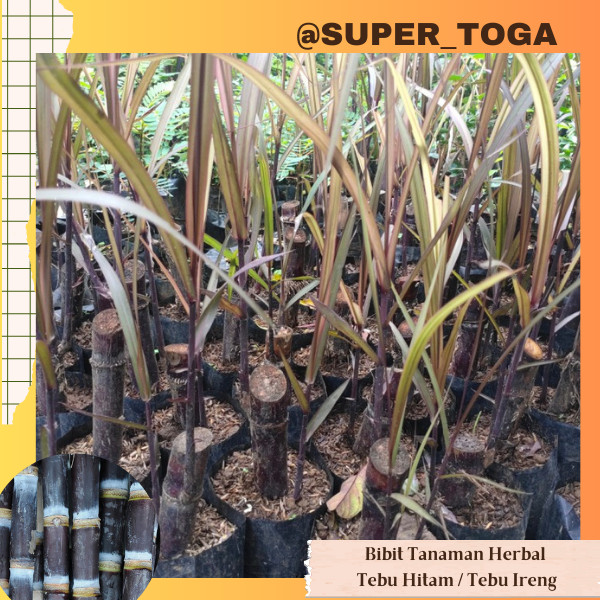TEBU IRENG bibit tebu ireng hasil stek batang bibit tebu hitam tanaman obat tanaman herbal