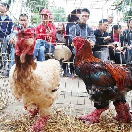 

Telur ayam dong tao / telur ayam hias / telur fertil siap tetas