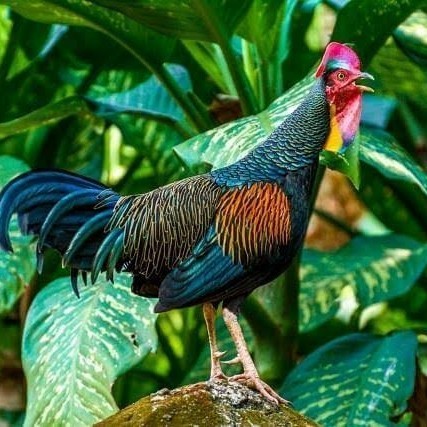 

Telur ayam hutan x jawa bekisar siap ditetaskan