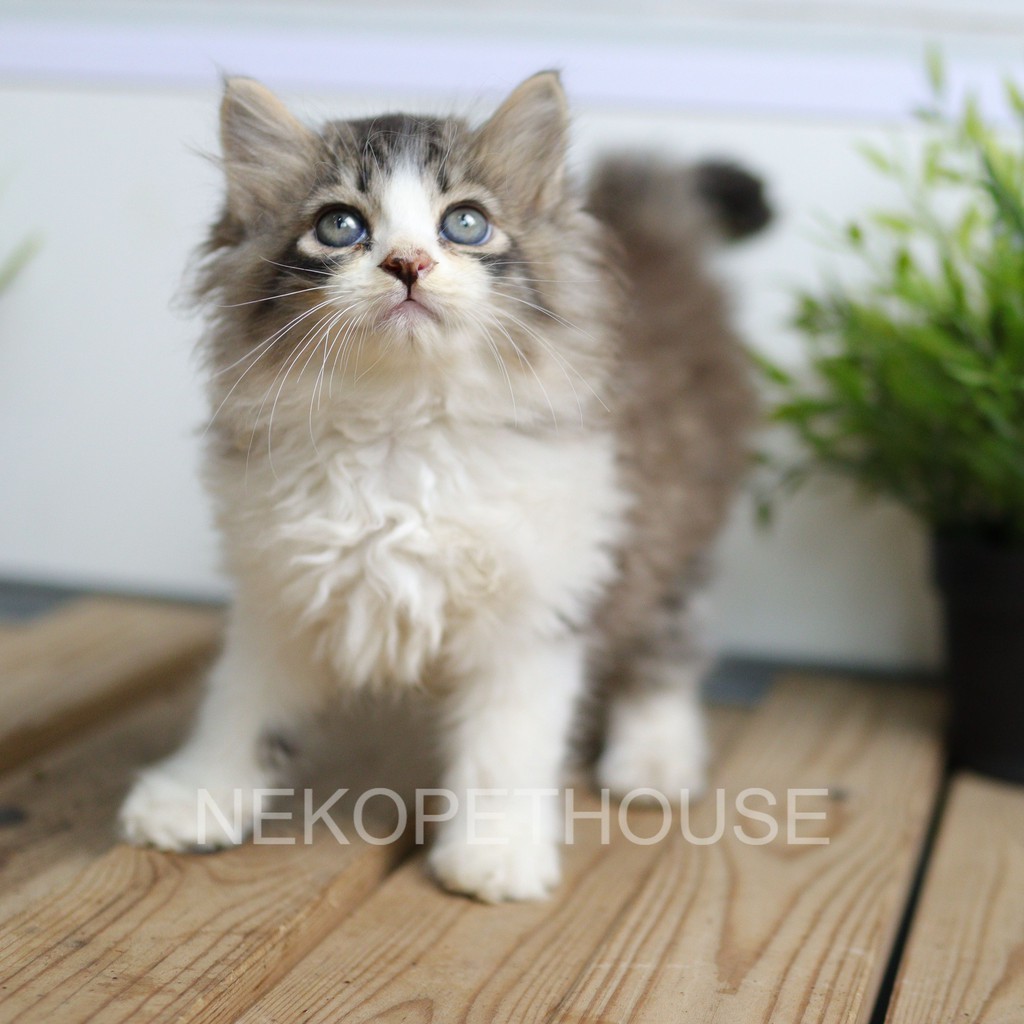 Kucing kitten persia longhair jantan 2.5 bulan