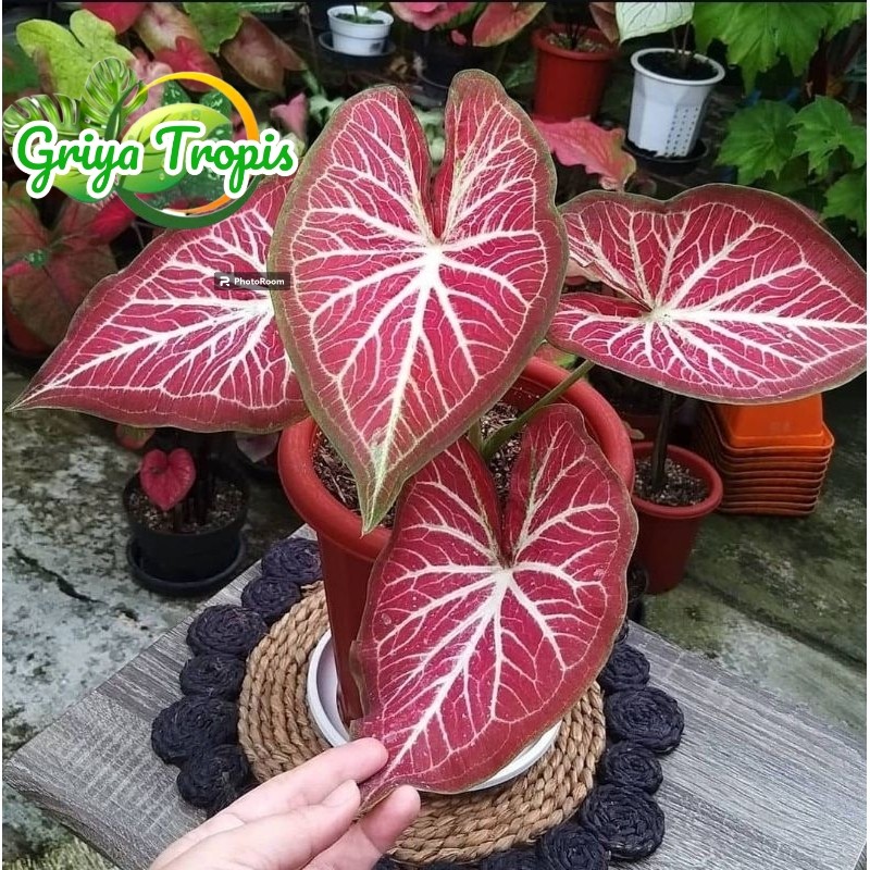 ROT - Caladium Rich Of Thai - Keladi Hias Cantik Impor Thailand