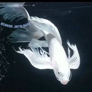 Pemanis aquascape Ikan Hias Koi Platinum Slayer 20 - 25 cm Ikan Air Tawar Aquariun Kolam COD