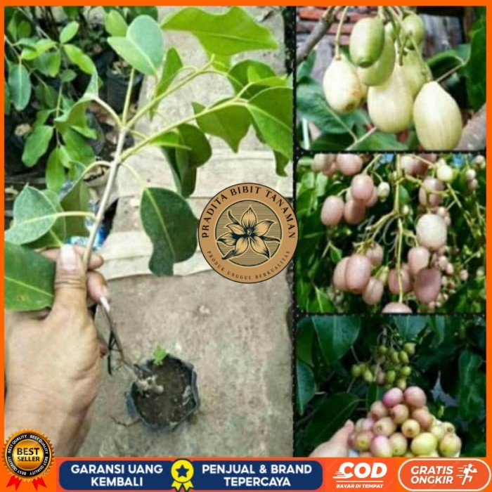 BIBIT JUWET PUTIH TANPA BIJI OKULASI/ BIBIT TANAMAN JUWET PUTIH UNGGUL Bibit Tanaman Super Unggul PR