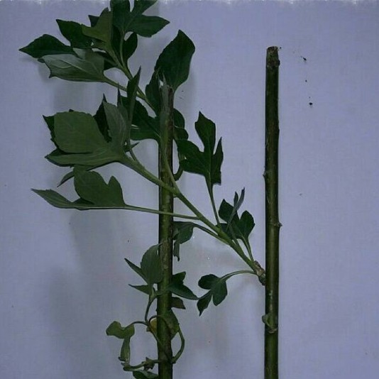 

Stek Batang Daun Yakon 1 Batang Tanaman Herbal Free Daun Termurah