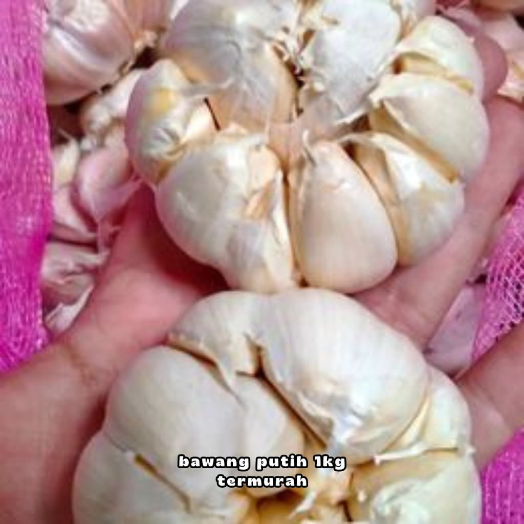 

bawang putih 500 gram bawang putih fermentasi bawang putih halus bawang putih hitam