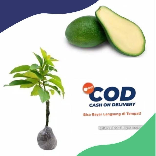 BIBIT ALPUKAT TANPA BIJI OKULASI