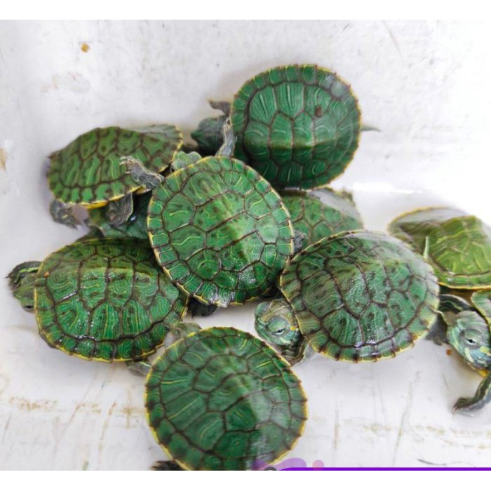 Kura Kura Brazil Res Baby