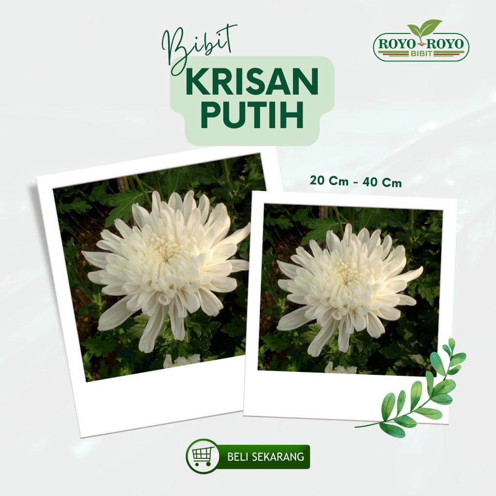 Bibit bunga Krisan putih tanaman bunga hias hidup 1 pot tanaman unggul