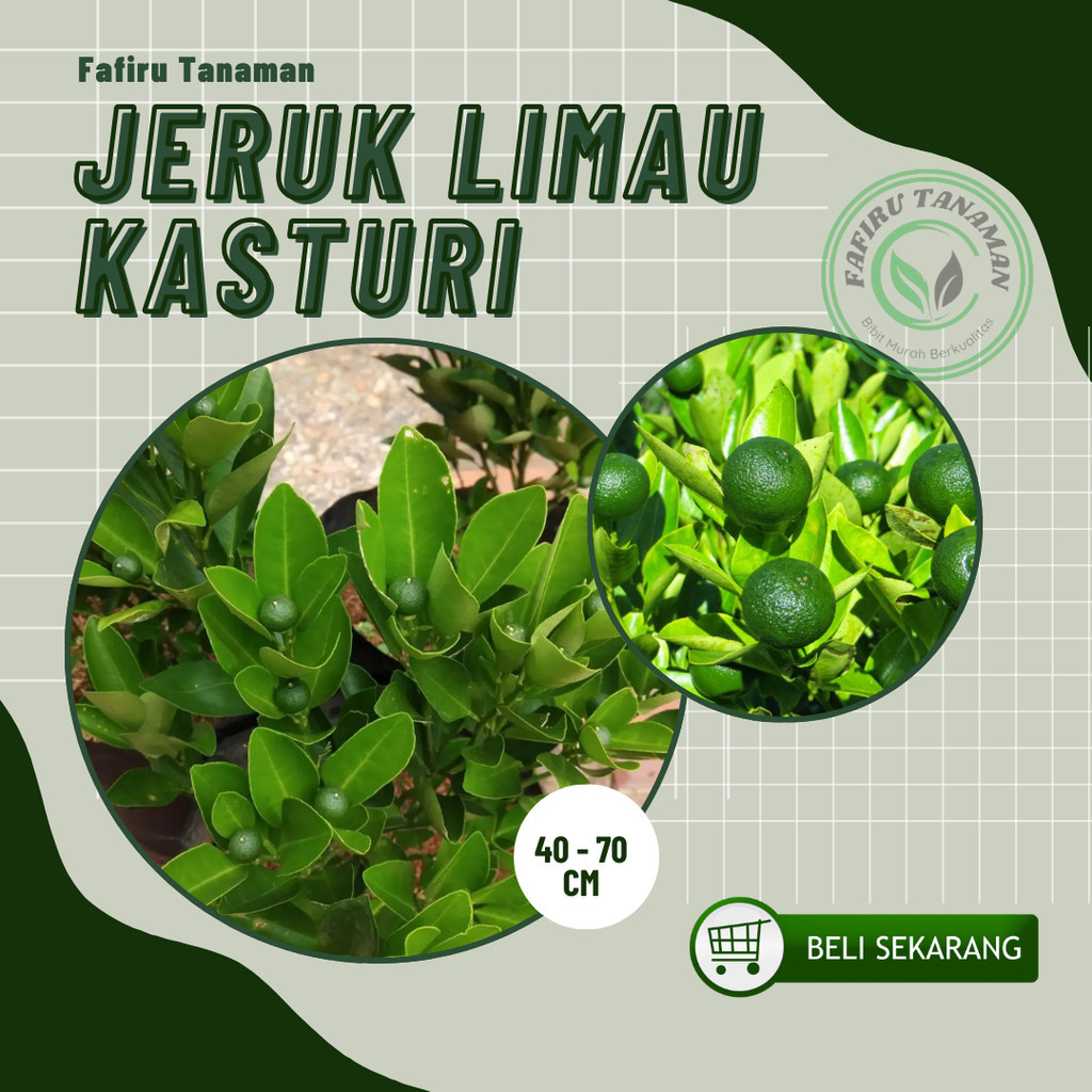 Bibit Jeruk Limau/jeruk sambal jeruk sambal atau jeruk limau