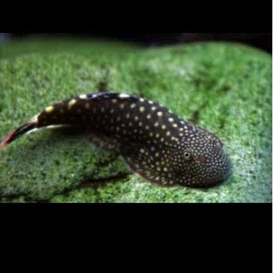 promo terlaris PROMO GACORR borneo sucker ikan hias sapu sapu borneo lokal bogor sapu2 borneosucker