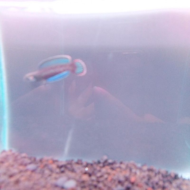 promo gacor ikan chana andrao jos