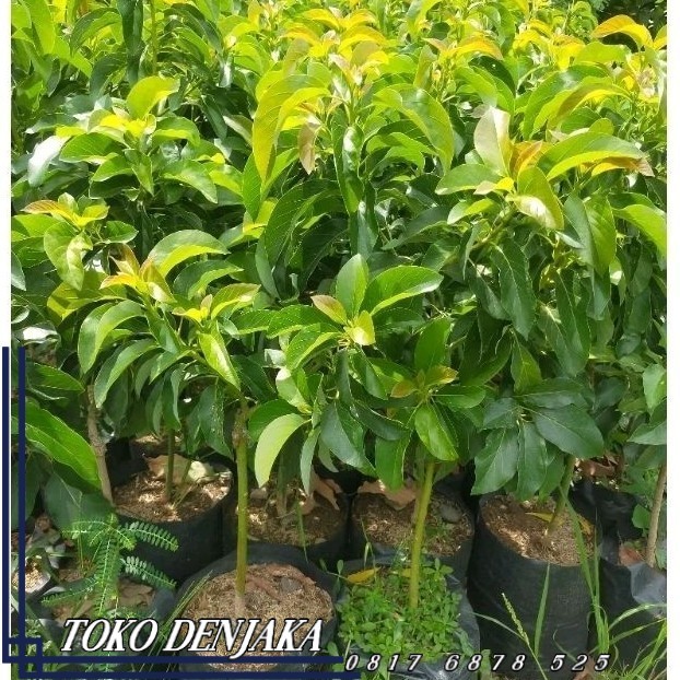 ALPUKAT MENTEGA JUMBO Tinggi 1-1,5 Meter  (Gratis Ongkir Seluruh Pulau Jawa Dan Bali Dan Dikirim Ful