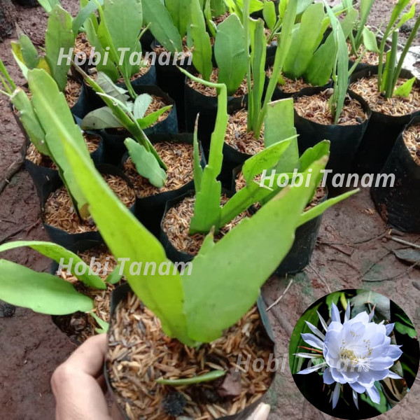 promo bibit Wijaya Kusuma Putih bibit tanaman wijaya kusuma putih bibit bunga wijaya kusuma putih bi