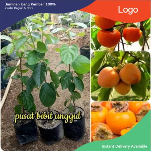 BIBIT KESEMEK JUMBO UNGGUL CEPAT BERBUAH VALID 100%