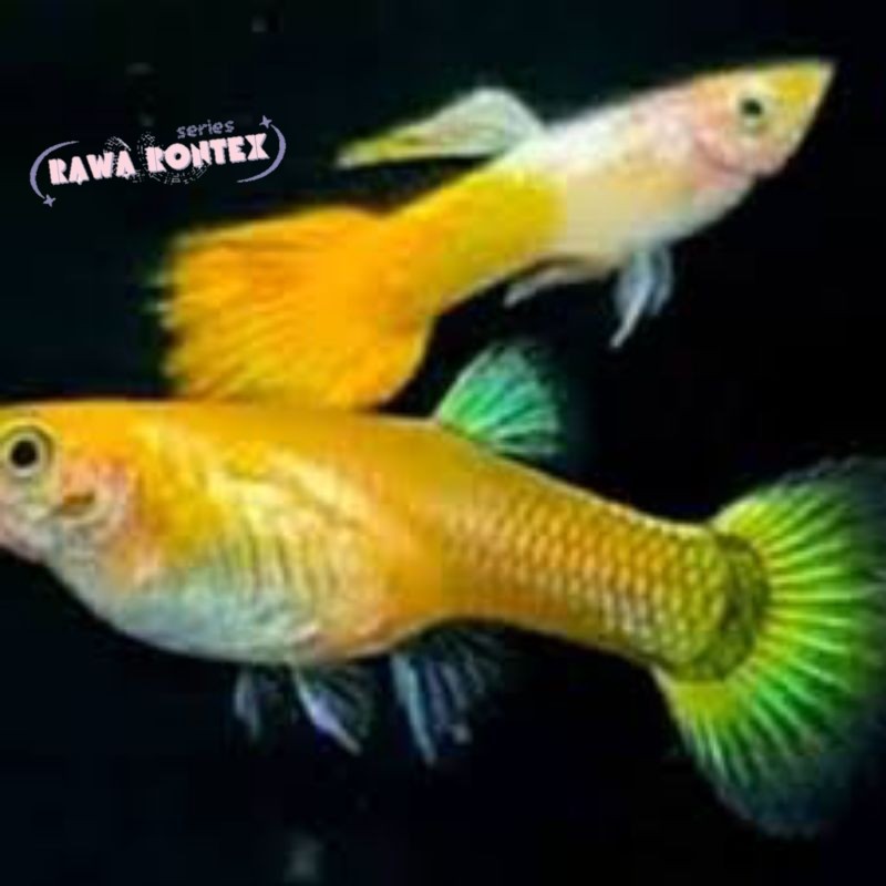 Dekorasi aquarium sepasang gupi guppy micarif yellow mikarif micariff kuning lucu