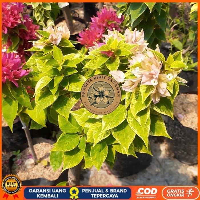 TANAMAN HIAS BOUGENVILLE 2-3 WARNA BATANG BESAR SUDAH BERBUNGA CANTIK Bibit Tanaman Super Unggul PRA