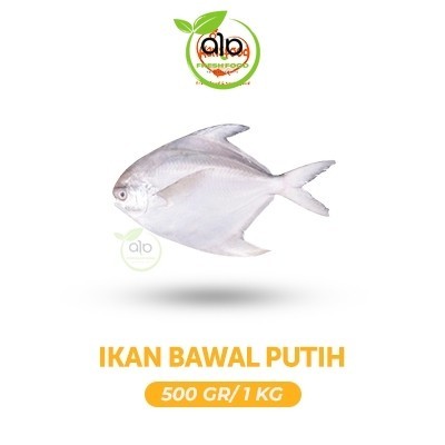 

Ikan Bawal Putih Fresh 500gr - 1kg - ALO Fresh Food