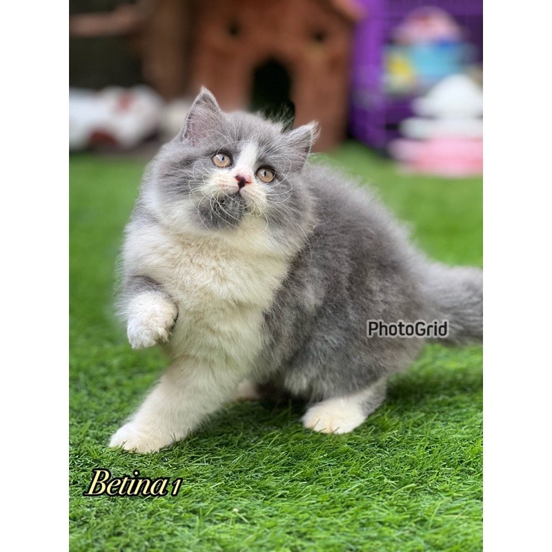 Kucing kitten persia - himalaya - scottish fold
