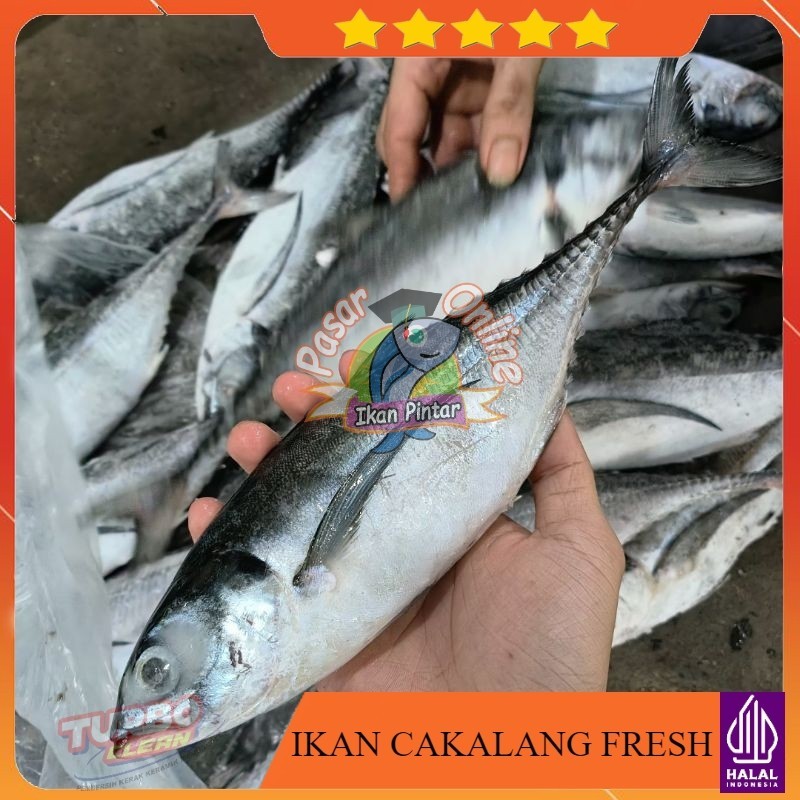 

IKAN CAKALANG / TENGKEK / KOKOK / MANADO DIBERSIHKAN FAST DELIVERY