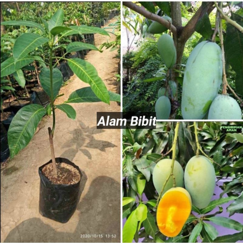 BIBIT MANGGA GADUNG