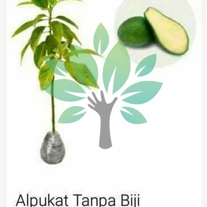 Bibit Tanaman Buah Alpukat Tanpa Biji-Bibit Alpukat Non Biji Super
