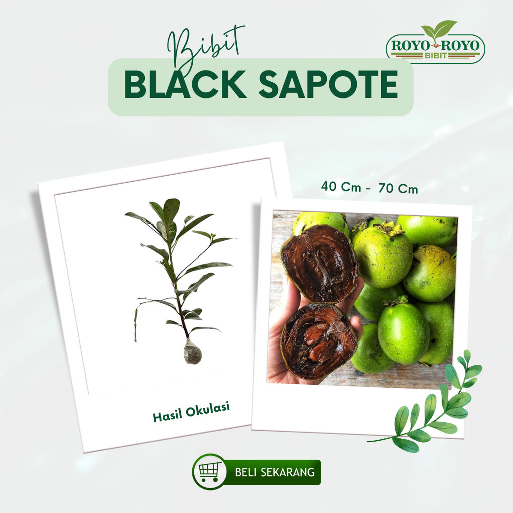 Bibit Sawo Black Sapote