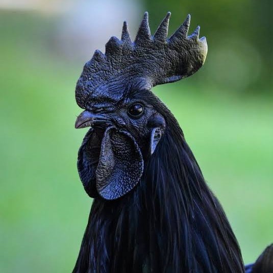 

Telur ayam cemani / telur ayam hias / telur fertil siap cod