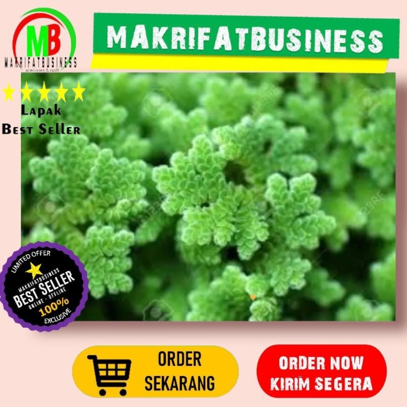 IMDA HANDICRAFT Paket 1 Kg AZOLLA Pakan Ikan Bibit Rumput AZOLLA Pakan Ternak Protein Nabati Alami