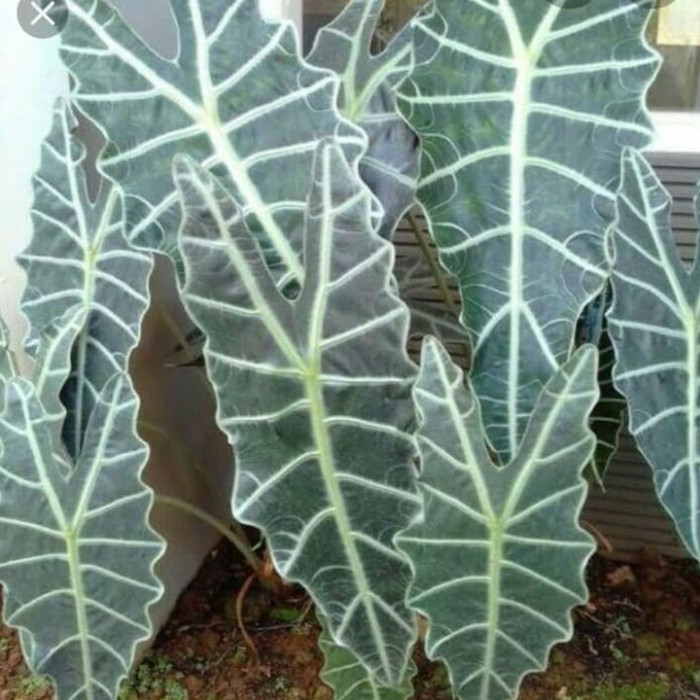 Tanaman Hias Keladi Tengkorak/keladi tengkorak