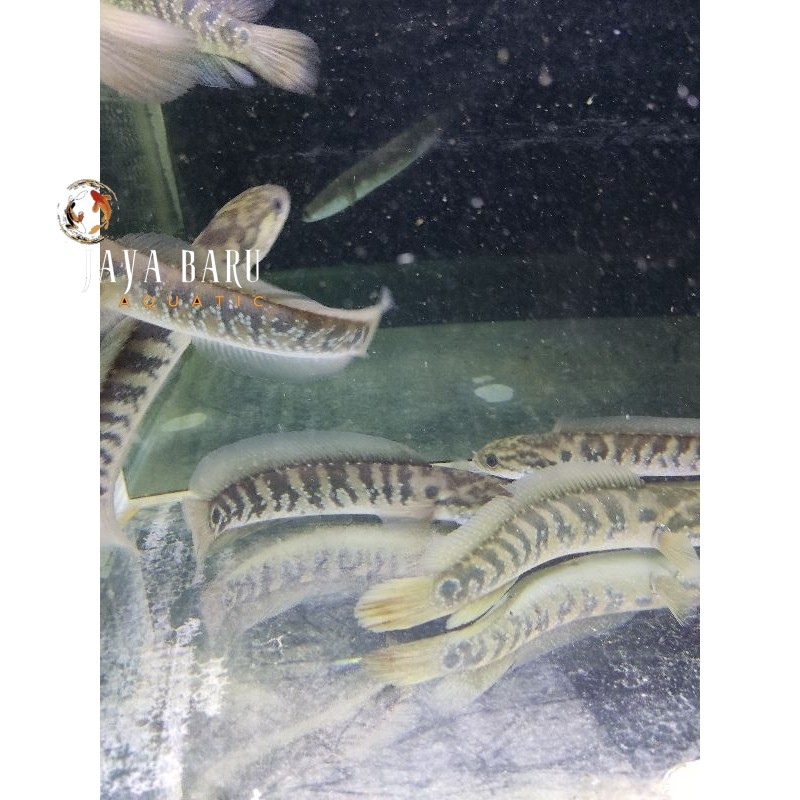 Pemanis aquarium ASIATICA RSWS SIZE 20-25CM cocok untuk display dan pair singel tank mate